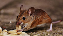 24 Hour & Emergency Exterminators in Swansboro, NC